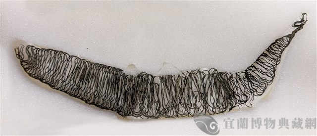 淇武蘭遺址魚形金屬編物1藏品圖，第2張
