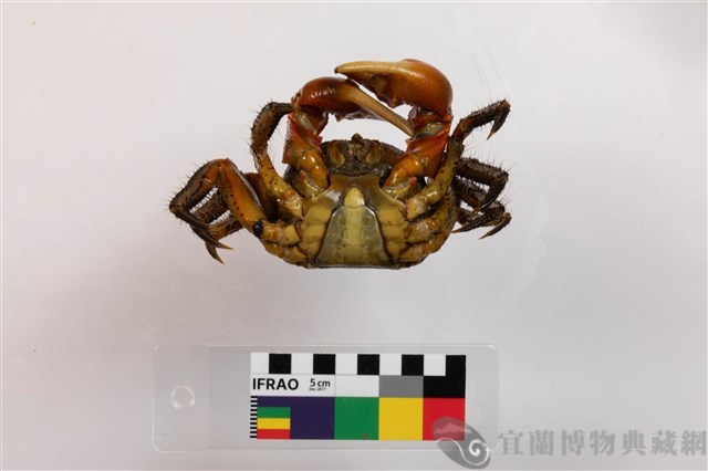 中型東方蟹藏品圖，第3張