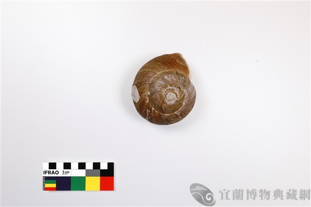 斯文豪大蝸牛藏品圖，第1張