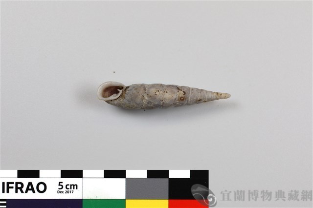 崛川氏煙管蝸牛藏品圖，第1張