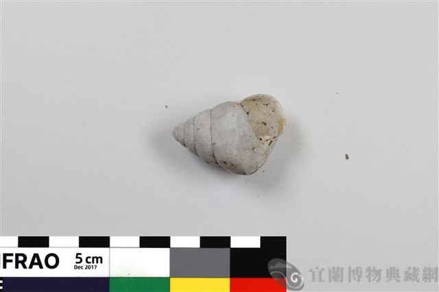 淡綠高腰蝸牛藏品圖，第1張