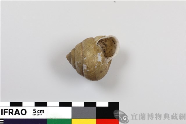 橡實蝸牛藏品圖，第1張