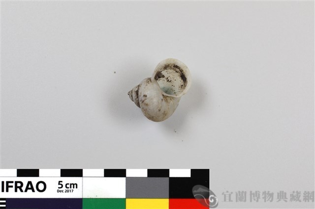 臺灣青山蝸牛藏品圖，第1張