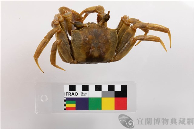 角眼沙蟹藏品圖，第2張