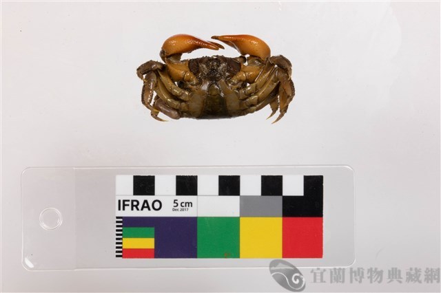 血螯擬相手蟹藏品圖，第3張