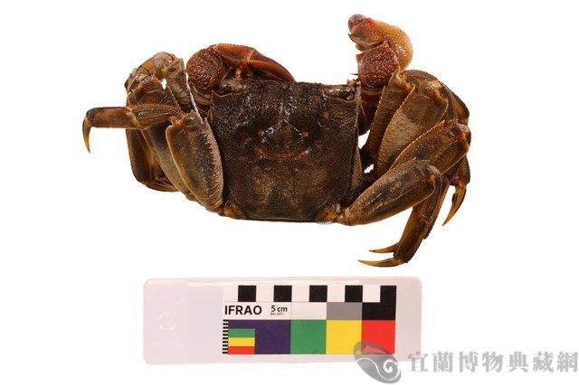 拉氏表相手蟹藏品圖，第2張