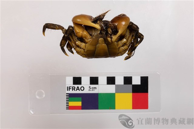 剛毛假方蟹藏品圖，第3張