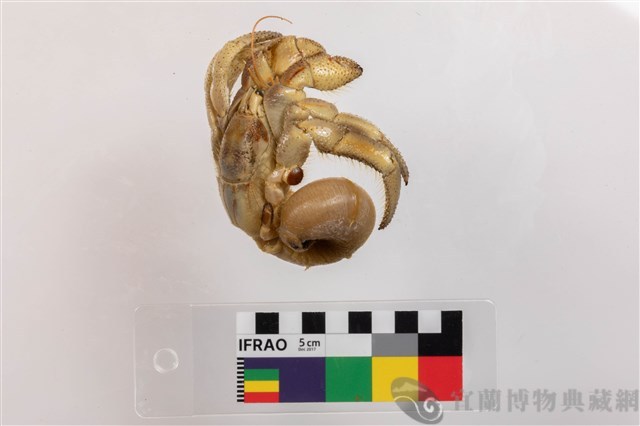 紫色陸寄居蟹藏品圖，第2張