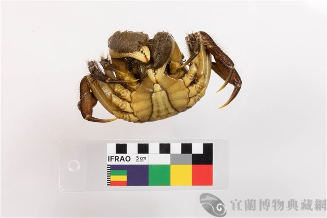 日本絨螯蟹藏品圖，第3張