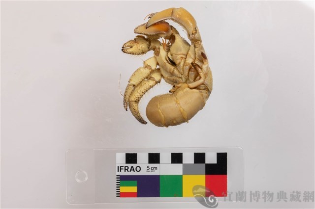 紫色陸寄居蟹藏品圖，第3張