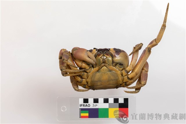 紫地蟹藏品圖，第3張