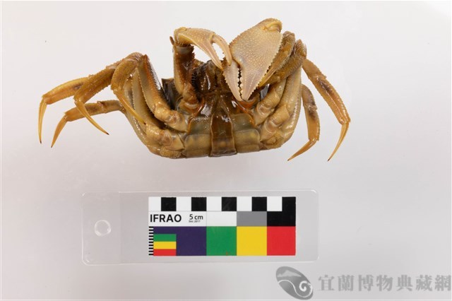 角眼沙蟹藏品圖，第3張