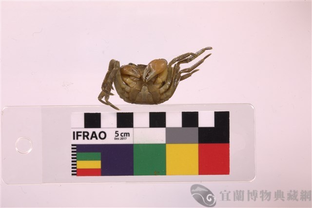 林投攀相手蟹藏品圖，第3張