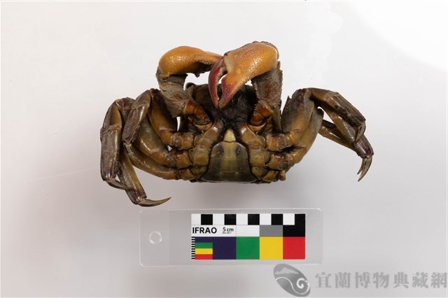 拉氏表相手蟹藏品圖，第3張