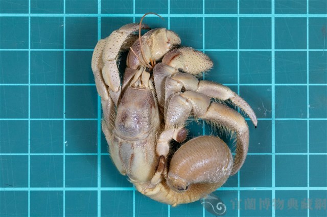 紫色陸寄居蟹藏品圖，第1張
