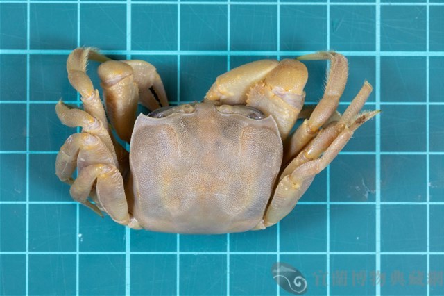 中華沙蟹藏品圖，第1張