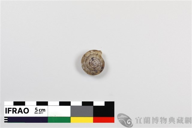 多良間盾蝸牛藏品圖，第1張