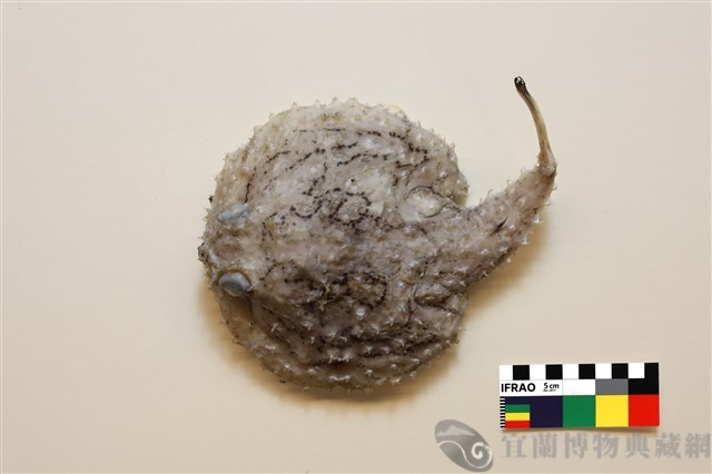 棘茄魚藏品圖，第1張