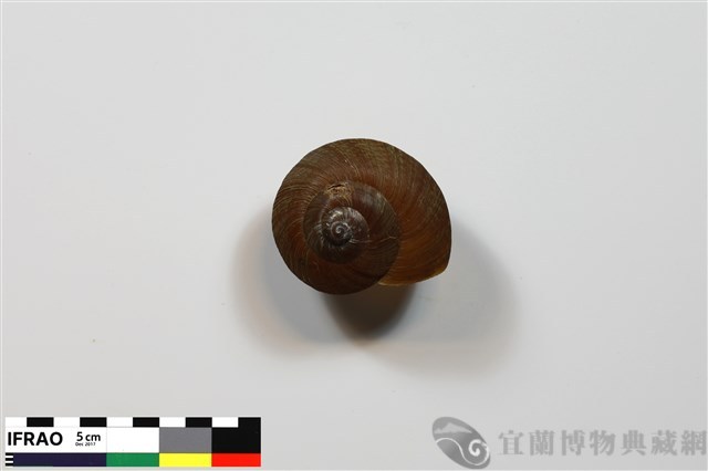 斯文豪大蝸牛藏品圖，第1張