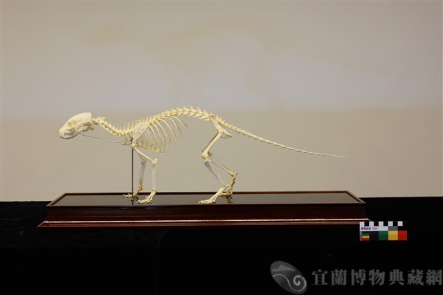 食蟹獴藏品圖，第1張