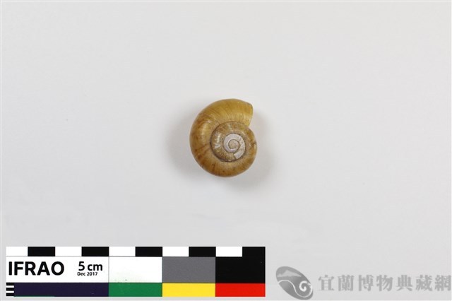 高塔臺灣山蝸牛藏品圖，第1張