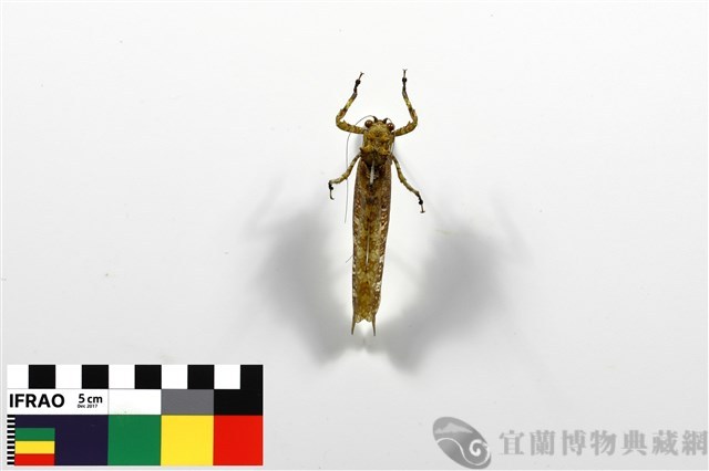 蓬萊棘露螽藏品圖，第1張