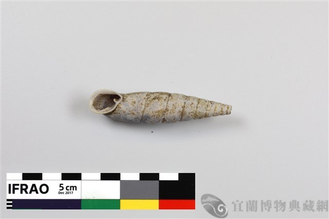 南澳煙管蝸牛藏品圖，第1張