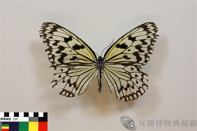 大白斑蝶藏品圖，第1張