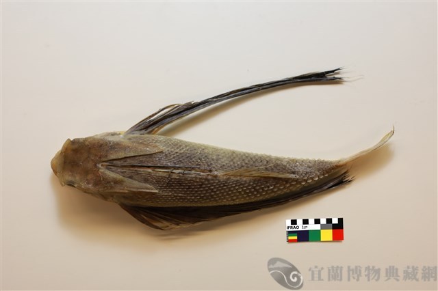 東方飛角魚藏品圖，第1張
