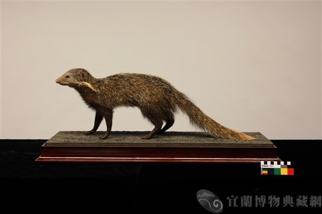 食蟹獴 藏品圖，第1張