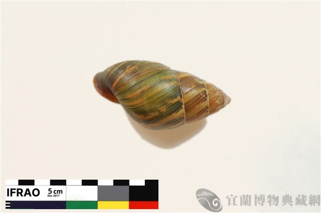 臺灣長蝸牛藏品圖，第1張