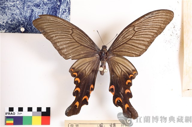 中華寬尾鳳蝶(黑色型)藏品圖，第1張