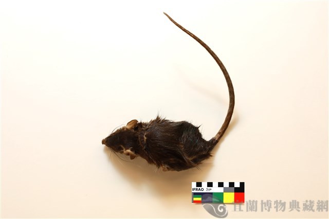 溝鼠藏品圖，第1張