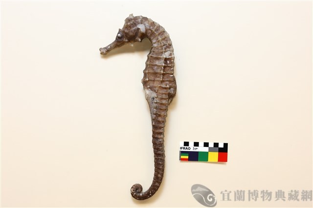 克氏海馬藏品圖，第1張