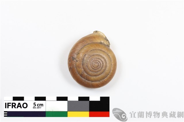 彩虹大臍蝸牛藏品圖，第1張