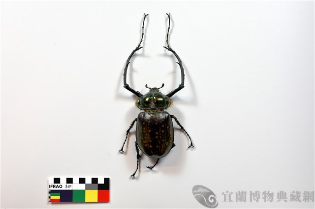 長臂金龜藏品圖，第1張