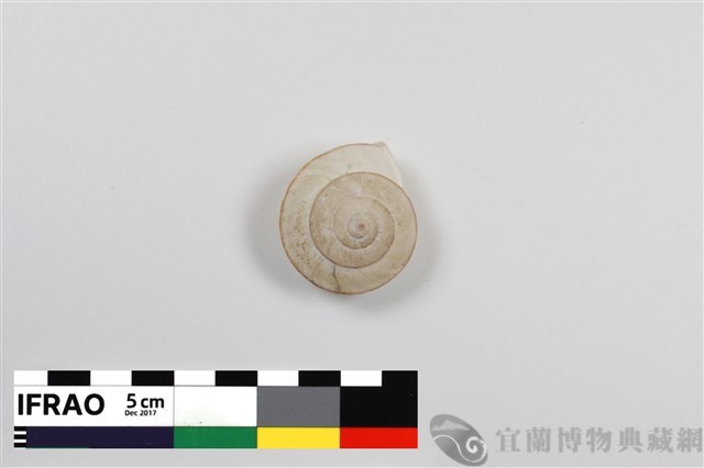 薄菱蝸牛藏品圖，第1張