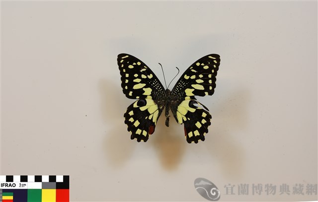 柑橘鳳蝶藏品圖，第1張