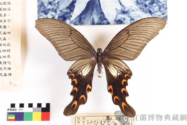 中華寬尾鳳蝶(白斑型)藏品圖，第1張