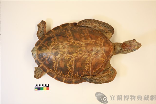 綠蠵龜藏品圖，第1張