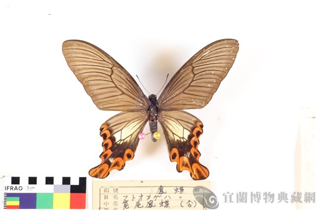 臺灣寬尾鳳蝶藏品圖，第3張