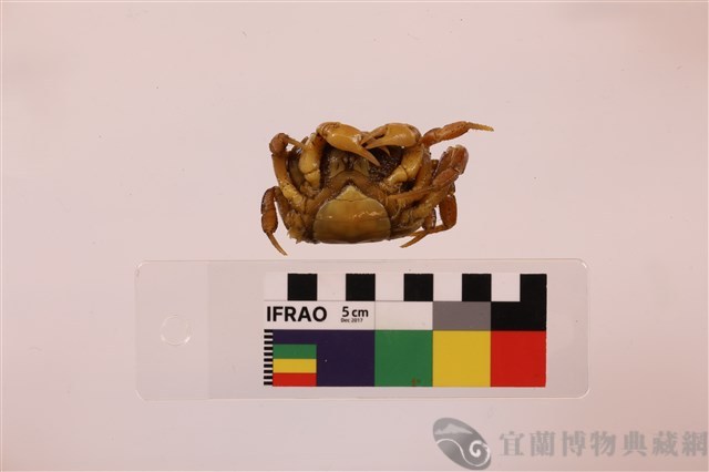 顯著表方蟹藏品圖，第3張