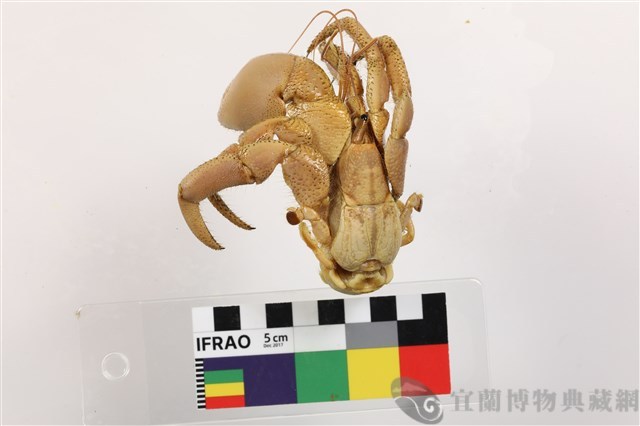 短掌陸寄居蟹藏品圖，第2張
