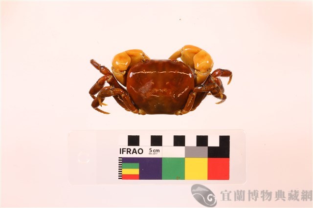 顯著表方蟹藏品圖，第2張