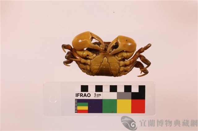 顯著表方蟹藏品圖，第3張