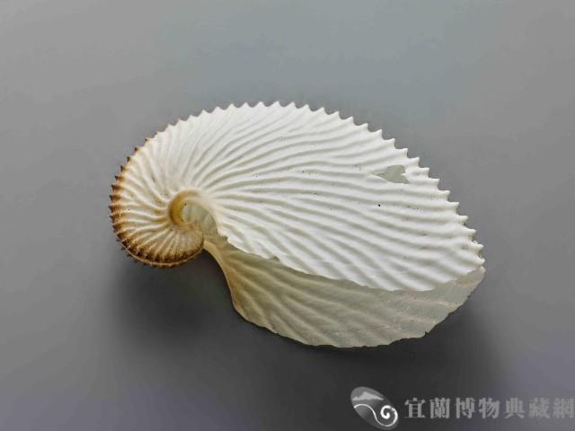 海螺藏品圖，第1張