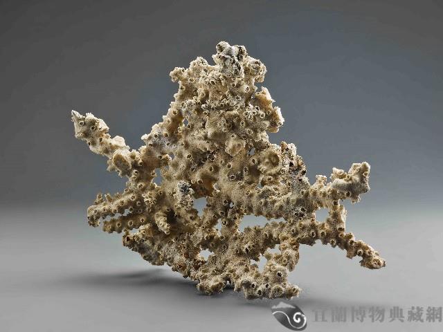 珊瑚藏品圖，第1張