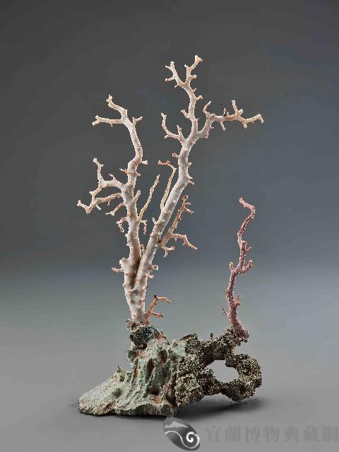 寶石珊瑚藏品圖，第1張