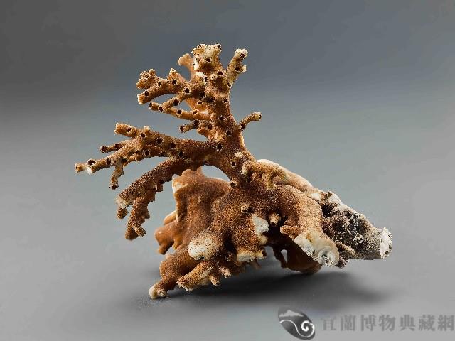 珊瑚藏品圖，第1張