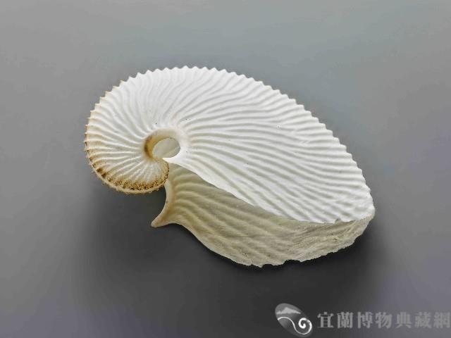 海螺藏品圖，第1張